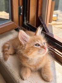 Siberiano red tabby