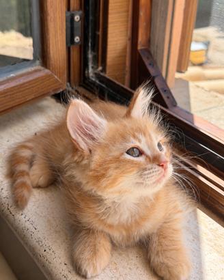 Siberiano red tabby