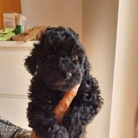 Cucciola Barboncino nano Nero 60 giorni