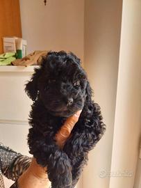 Cucciola Barboncino nano Nero 60 giorni