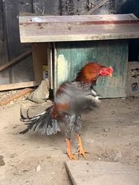 Gallo Combattente