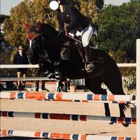 Pony da salto ostacoli