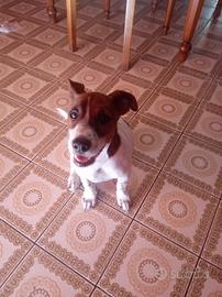Cane di razza jack Russel