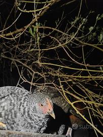 Galline