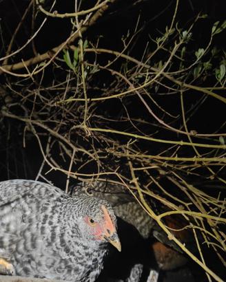 Galline