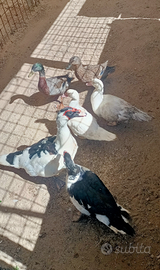 Anatre mute in sc4mbi0