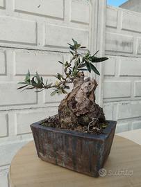 Olivo bonsai