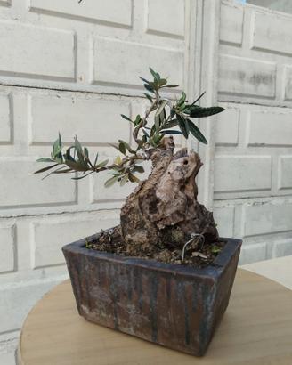 Olivo bonsai