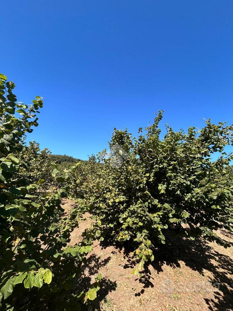 TER. AGRICOLO A CIVITA CASTELLANA - Altro