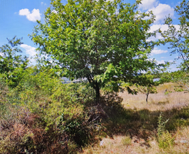 Terreno agricolo