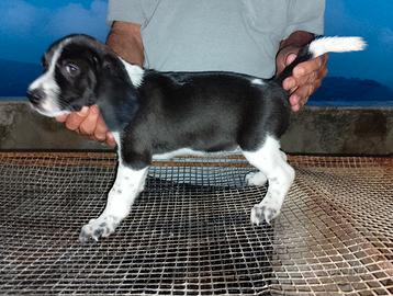 Cani da caccia