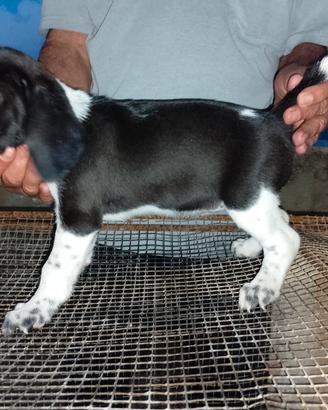 Cani da caccia