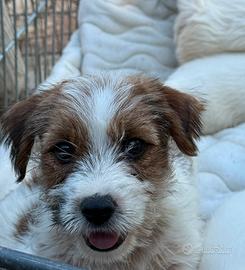 Cuccioli di Jack Russell broken