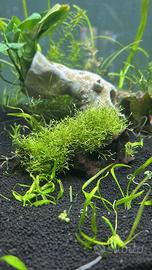 Riccia fluitans pianta acquario prato + omaggio