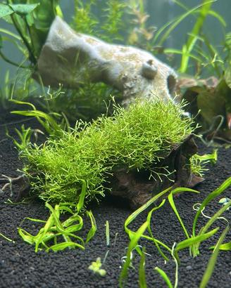 Riccia fluitans pianta acquario prato + omaggio