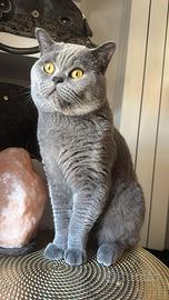 Gatto British Shortair Blu per accoppiamento