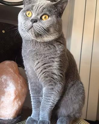 Gatto British Shortair Blu per accoppiamento