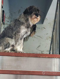 Schnauzer Medio Pepe e Sale