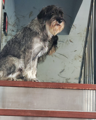 Schnauzer Medio Pepe e Sale