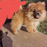 Cucciola Spitz Tedeschi nano o Pomerania, pedigree