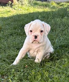 Boxer cucciolo