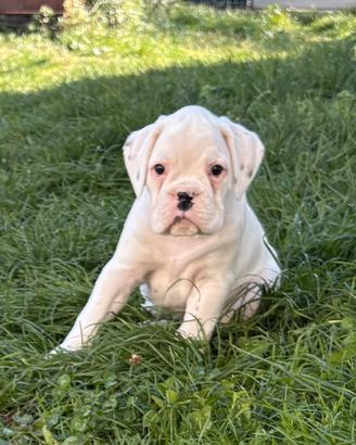 Boxer cucciolo