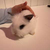 Coniglietto Minilop