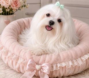 Maltese giovane femmina con pedigree