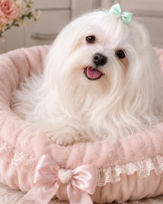 Maltese giovane femmina con pedigree
