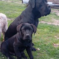 Mamma corso e papà pastore belga