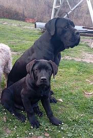 Mamma corso e papà pastore belga