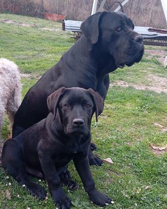 Mamma corso e papà pastore belga