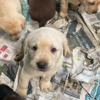 Cuccioli di Labrador miele, chocolate e nero