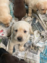 Cuccioli di Labrador miele, chocolate e nero
