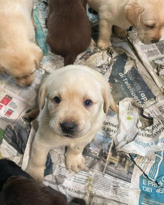 Cuccioli di Labrador miele, chocolate e nero