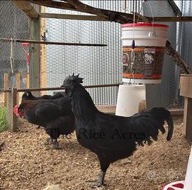 Coppia Ayam Cemani - Razza pura
