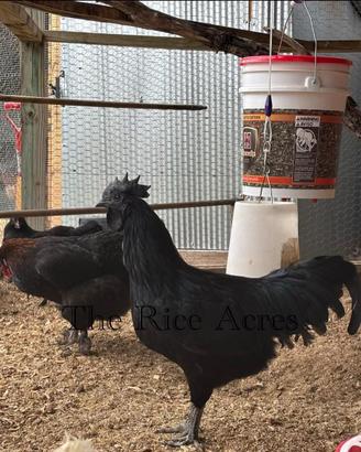 Coppia Ayam Cemani - Razza pura