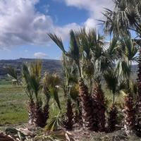 Palme Washingtonia
