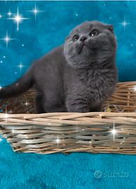 Gattina scottish fold
