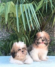 Shih tzu