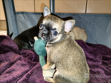 Chihuahua con Pedigree Enci