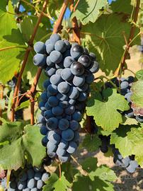 uva per vino