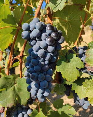uva per vino