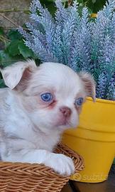 Chihuahua occhi azzurri