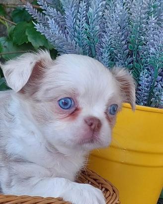 Chihuahua occhi azzurri