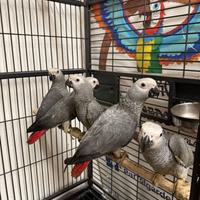 Cenerini coda rossa allevati a mano