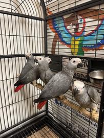 Cenerini coda rossa allevati a mano