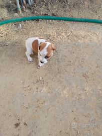 Cuccioli di Jack Russel
