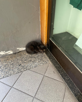 Gattina nera