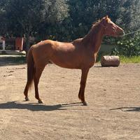 Cavallo anglo arabo da endurance
